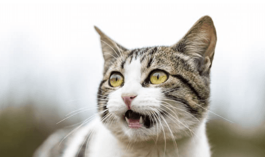 Step #12: I know, cat. I know.